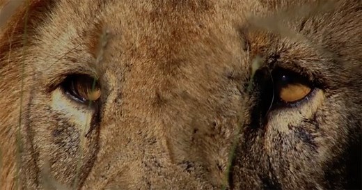 Apple’s ‘Shot on iPhone’ Scores Cannes Grand Prix for Creative Effectiveness