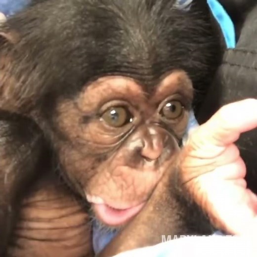 Baby Chimpanzee Hiccups