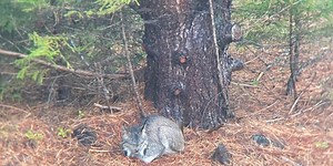 Canada lynx sightings continue in Rutland, Addison Counties
