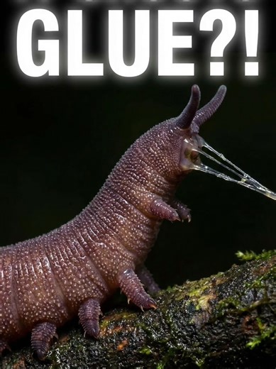 This Creature Traps Prey in Under 1 Second 🪱 Did you know the velvet worm hasn’t changed for over 500 million years? 🦠 Instead of teeth, it fires two streams of sticky slime that instantly harden into a net, trapping prey mid-air! Slow motion macro footage shows the incredible precision and biology of this living fossil. #didyouknow #animalfacts #wildlife #facts #velvetworm