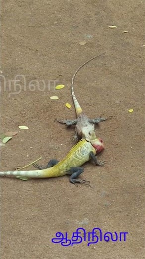 lizard vs lizard fight wwf