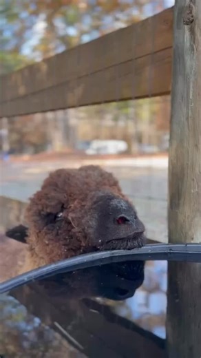 Just a typical day for Batman… chilling, chomping, and flashing that cheeky little smile. 🐐💛 How does he stay this happy all the time? #Sheeplife #BabyDollSheep #OutsideInnCampground | Outside Inn Campground