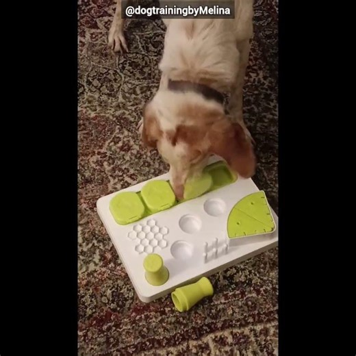 Παίζουν μόνα τους με παιχνίδια? 🐾❤️ #dogtraining #dogbehavior #εκπαιδευση_σκυλων #σκύλος #κουτάβι