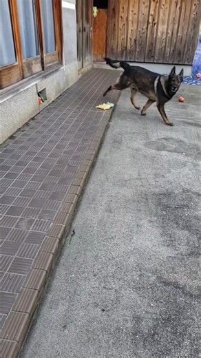 吠えながら向かっていくカイちゃん【音量注意⚠️】#ジャーマンシェパード#威嚇#防犯