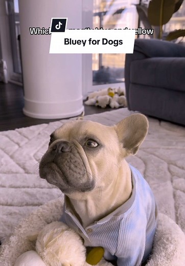 Bluey for Dogs: Colors Dogs Can See