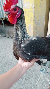 112K views · 1.7K reactions | Hennie Tazmanian Hatch  #highlights | Arlyn Backyard | Facebook