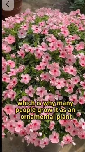 Toxic Beauty in Your Garden 😳 Vinca Plant Facts#short#youtubeshort