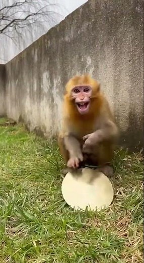 When a Monkey Uses Cymbals as an Alarm! 🤣 Wake Up Call Like No Other #funny #monkeys #viral