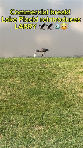 Larry the Fish-Catching Bird at Lake Placid