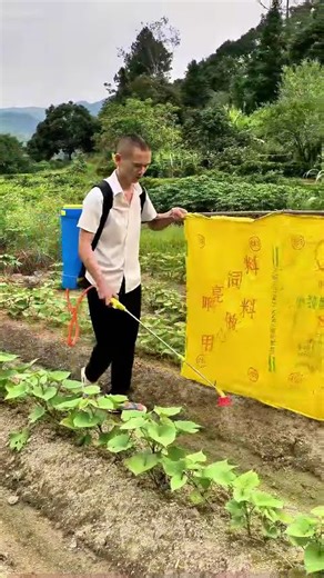 Daily Routine of Spraying Pesticides in Vegetable Fields to Protect Crop Health!