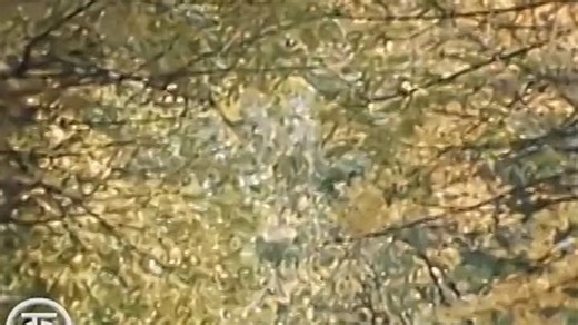 Ты тоже родился в России. Концерт Людмилы Зыкиной (1983)