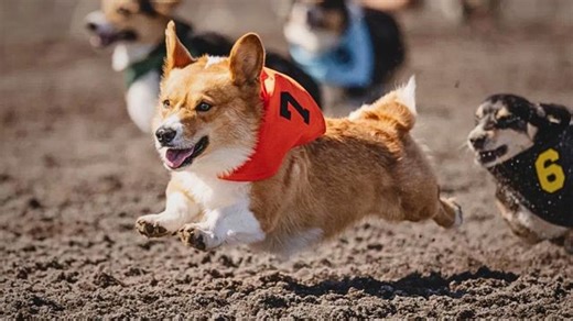2024 Corgi Races at Emerald Downs (6/21/25) - Live Stream - Watch ESPN
