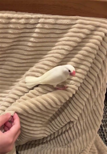 今朝の羽音。そっと見守る娘。 #文鳥Pippi #文鳥のいる暮らし #ショート動画