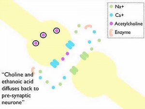 Synaptic Transmission at a Cholinergenic Synapse Animation