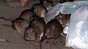 A look at NYC's rat problem, past and present