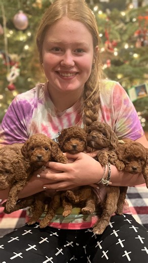 Przekwas Ranch on Instagram: "Marta, Gretl, Louisa, Sister and Friedrich Mini f1b Goldendoodles out of Malibu and Bruno 15-30 lbs"