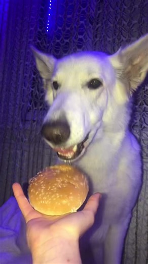 White Dog Tries McDonald's McPlant Burger