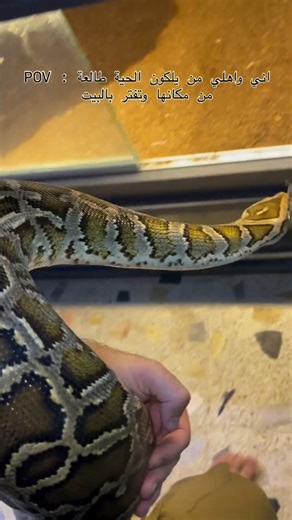 @_ljj_0 | Burmese Python. >"Born to coil, built to endure." 🐍 🐍 🐍 🐍 | Instagram