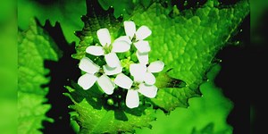 Experts speak on taking action against invasive species