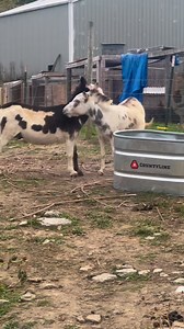 Hank and Pearl are having a romantic date 😂poor Minnie is embarrassed! #minidonkeys #farmlife #romantic #reelsvideo | Clutch of Color LLC