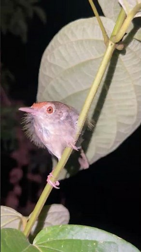 Sleeping Birds & Butterflies at Night 🦋🐦 | Funny Wildlife Encounter in the Wild