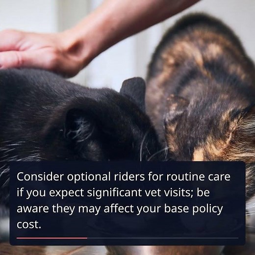 Essential Guide to Choosing Pet Insurance