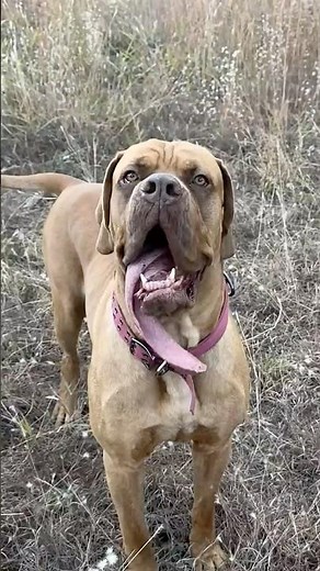 LONGEST tongue on a dog