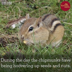 43K views · 2.3K reactions | Say hello to the cast of Autumnwatch 2018!  | BBC Springwatch | Facebook