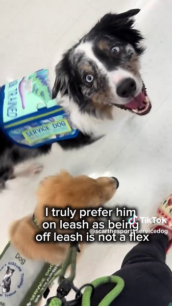 It’s seems there’s a growing increase of off leash service dogs and while it’s great, it’s a reminder just because they can doesn’t mean they should. They should only be off leash if it interferes with their task or the handlers disability prevents the use. They should not be using off leash videos to flex how good their dog listens, to do tricks in places, to create media and brag, to prove people should train with you. I own a service dog training program and most of my dogs will not be off Le