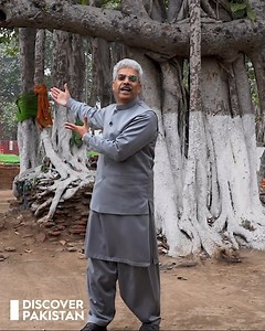 پاکستان میں موجود ایشیا کا سب سے بڑا اور قدیم ترین برگد (بوہڑ) کا نایاب درخت؟ امین حفیظ نے سراغ لگا لیا Asia's Largest And Oldest Banyan Tree In Pakistan | Discover Pakistan #banyantree #AminHafeez #asia #oldtree #DiscoverPakistan | Discover Pakistan