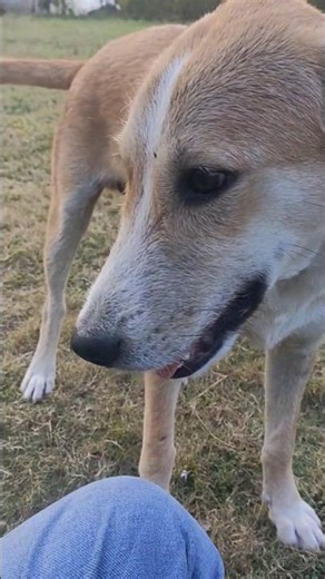 i like dogs, मुझे कुत्ते पसंद हैं तुम्हें भी पसंद है#dogs#shorts #viralshort