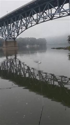 Watch This EPIC Battle With a MONSTER Musky!!! #musky #fishinglife #outdoors