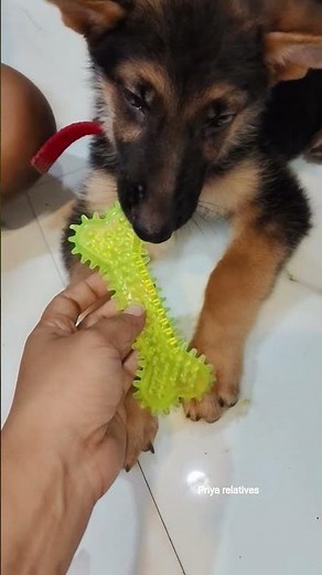 Best Dog Toys for Fun, Play & Training 🐾 | Cute Dogs Playing with Toys