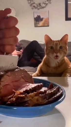 Video Kucing | Bagi dikit bang 👀👀 - Cr: DM Or ask delete video - Don’t forget to follow @meow.rld Don’t forget to follow @meow.rld Don’t forget to follow... | Instagram