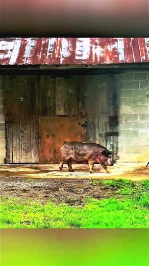 🐗 Close Encounter with a Wild Boar in the Wild #охота #wildlife #охотник #адреналин #hunting
