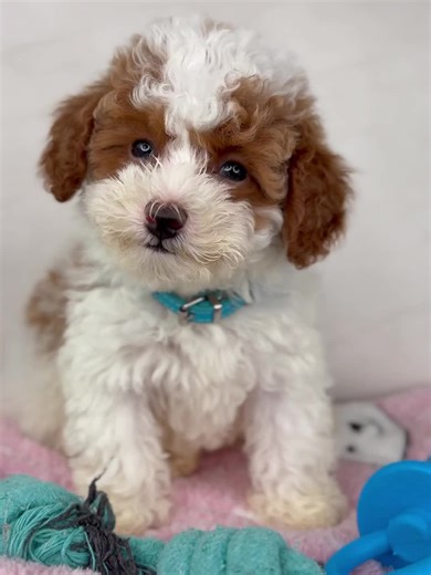 adorable puppies for adoption (@microchihuahuapuppies)’s videos with original soundadorable puppies for adoption