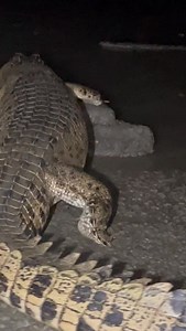 Young Saltwater Crocodile on the move in the NT 🐊 | Wildman Adventures