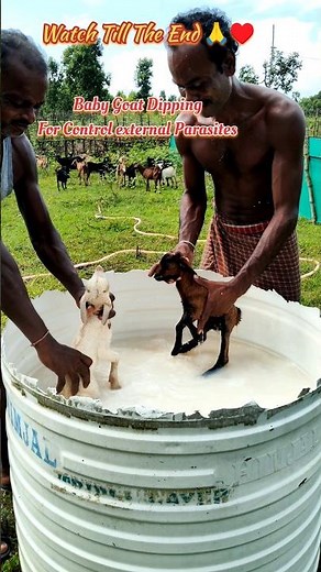 Dipping Baby Goat in a Plastic Tank | How to control External Parasites in baby Goat | Dipping Goat