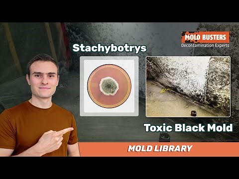 🦠 Stachybotrys - 📚Mold Library - Mold Busters