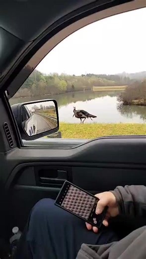 Gobble gobble🤣🤣#turkey #viral #fyp #funny | turkey gobble