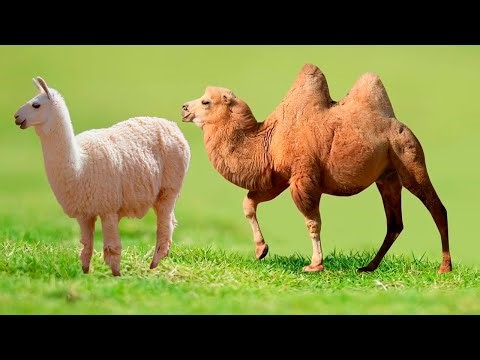 A camel-llama crossbreed! Unbelievable!
