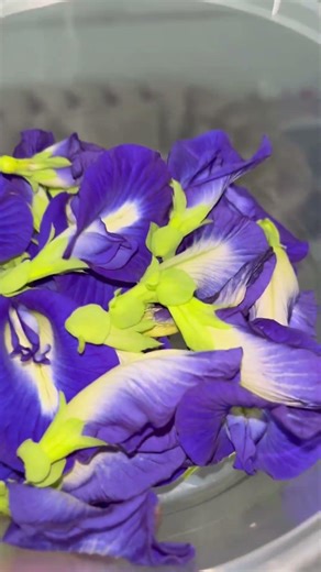 Telang kering #tehbungatelang #nasehat #muhasabahdiri #ingatmati #syafiqrizabasalamah #bungatelang