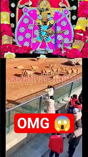 😱जय श्री सांवरिया सेठ #sawariya #krishna #sawariyaseth #shorts #trend #shorts #youtubeshorts