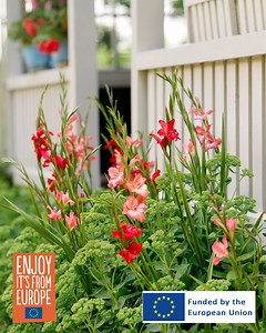 Gladiolus add stunning vertical interest to your summer garden! These classic summer-flowering bulbs are making a comeback—perfect for garden displays and fresh-cut arrangements. Don't miss out, plant yours today!🌱 | Flowerbulbs.com