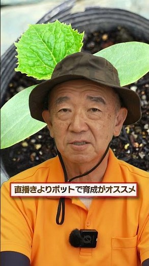 [Cucumber Growing] Don't Give Up Even When the Plants Get Weak! Late-Season Care and Tips for a S...