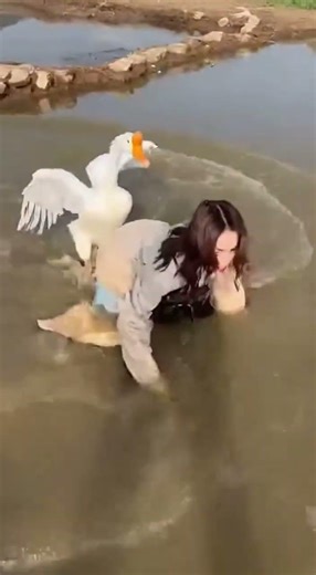 The big goose is very capable of fighting. Big goose rural life