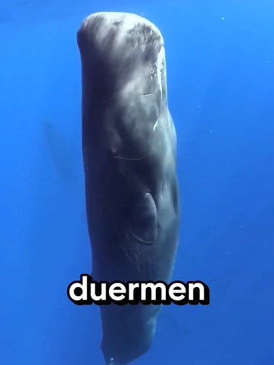 Animales Que Duermen De Formas Muy Extrañas