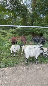 7.4K views · 409 reactions | Clearing it out | Smooth Moves Ranch | Facebook