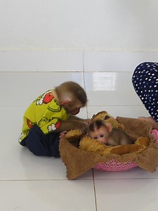 2.3K views · 101 reactions | Cute Baby Monkey Bom's Family | Mr Bon | Facebook