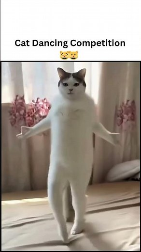 Cat Dancing Competition 🐱💃